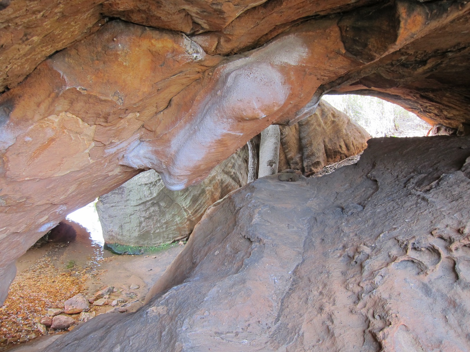 Baboon Roof