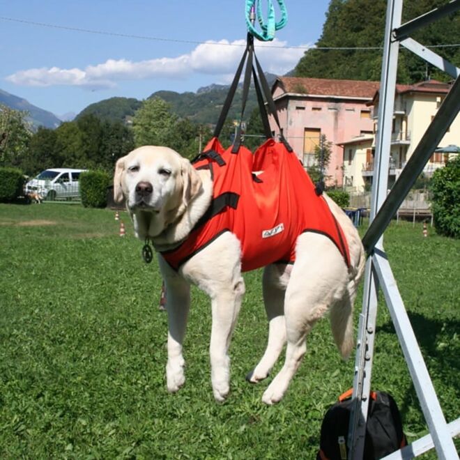 Alp Design Taxi imbragatura per cane soccorso